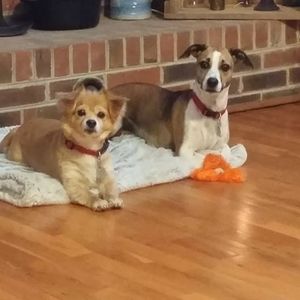 Meet your Posher, Debbie